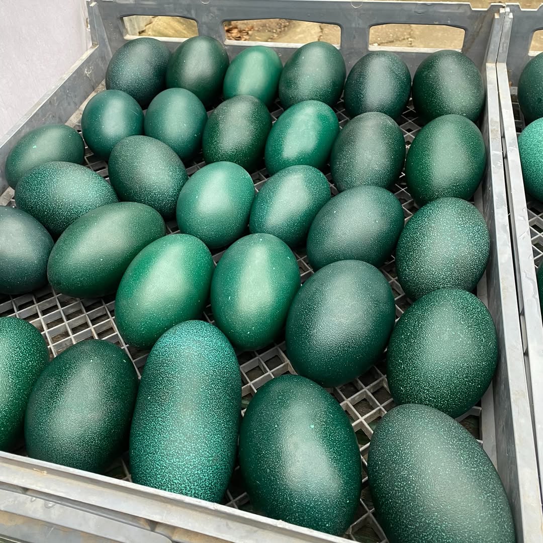 Vendemos polluelos de avestruz sanos, emúes, pavos reales, huevos fértiles de avestruz y plumas de avestruz.