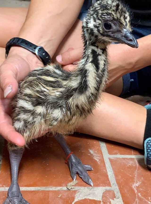 Vendemos polluelos de avestruz sanos, emúes, pavos reales, huevos fértiles de avestruz y plumas de avestruz.