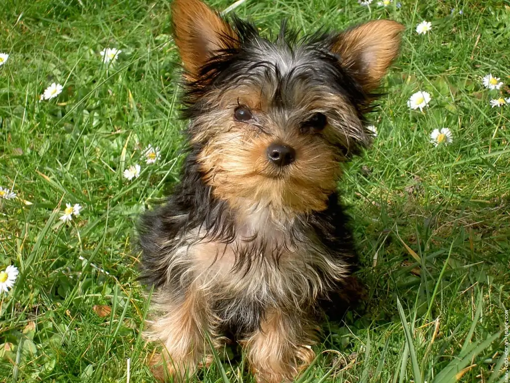 Yorkshire Terrier