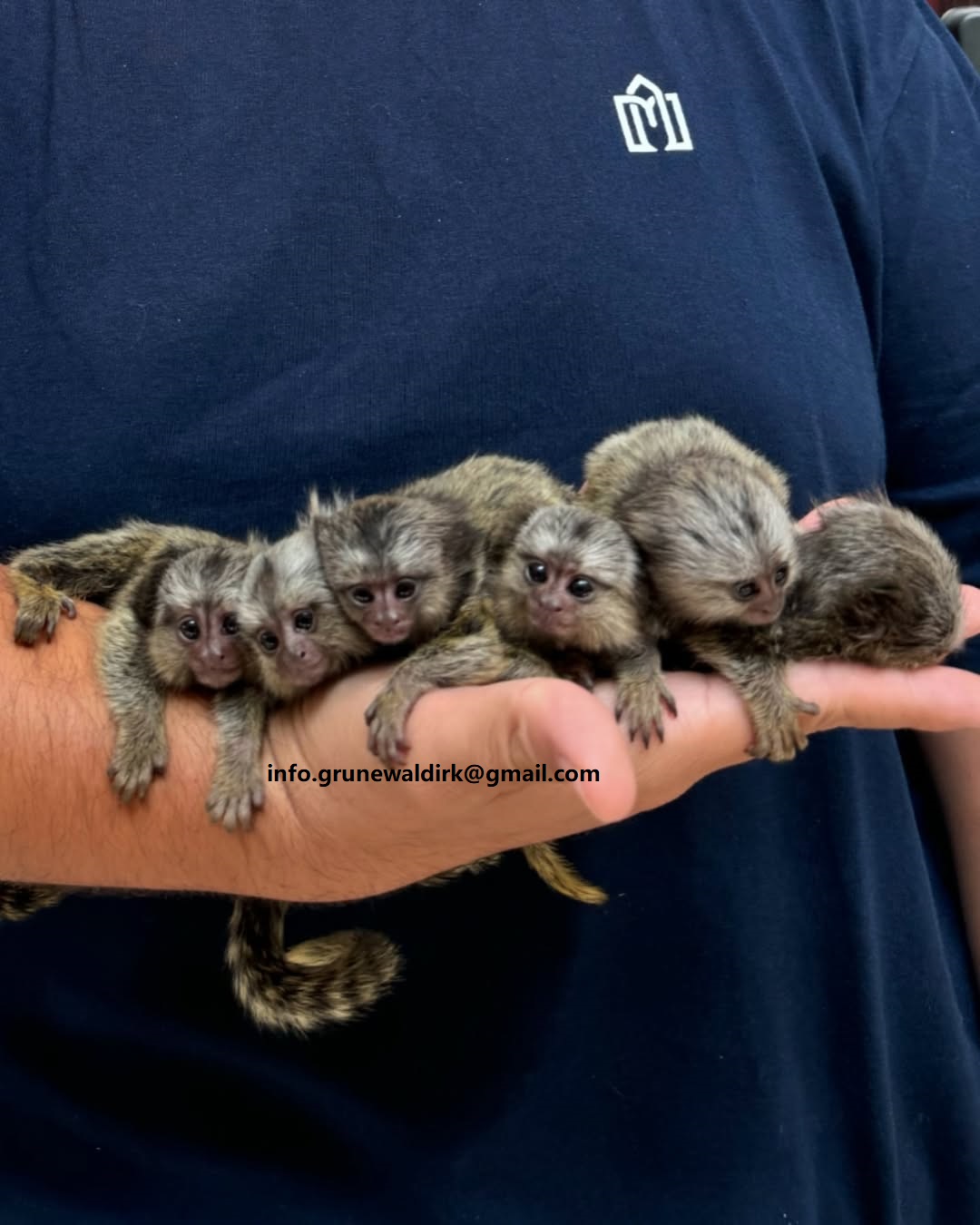 Monos tití bebés hembra súper amigables.