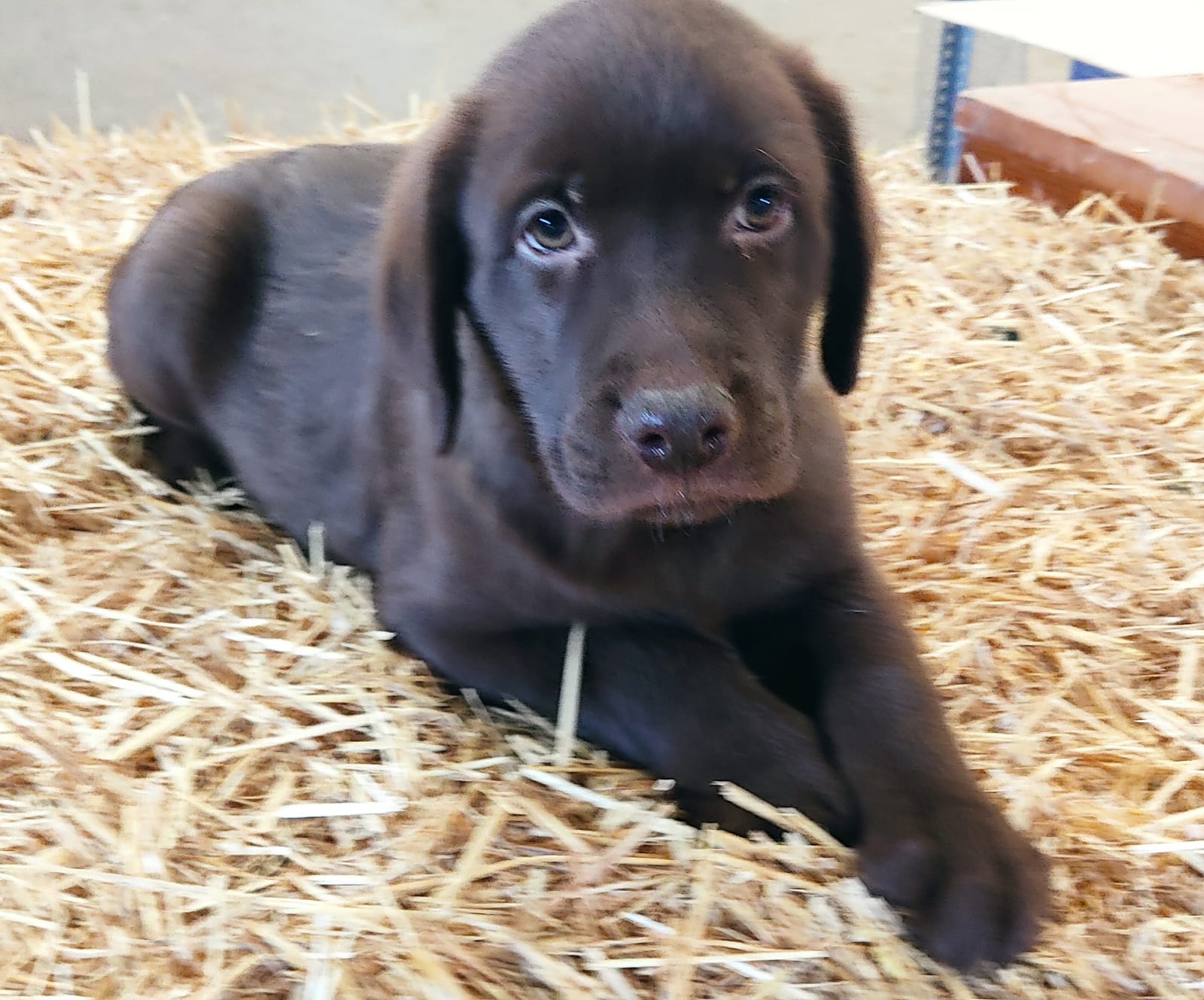 Cachorros Labrador