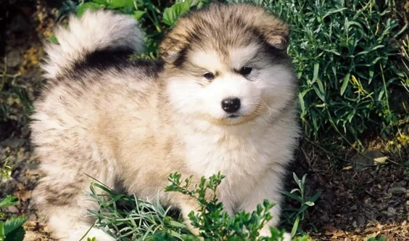 Alaskan Malamute