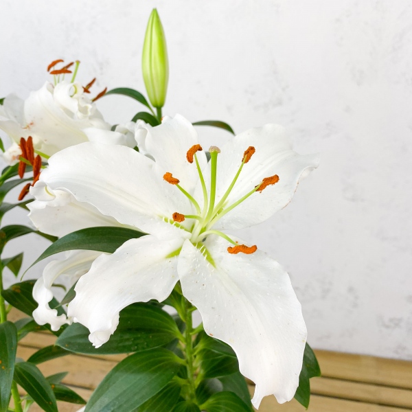 LILIUM