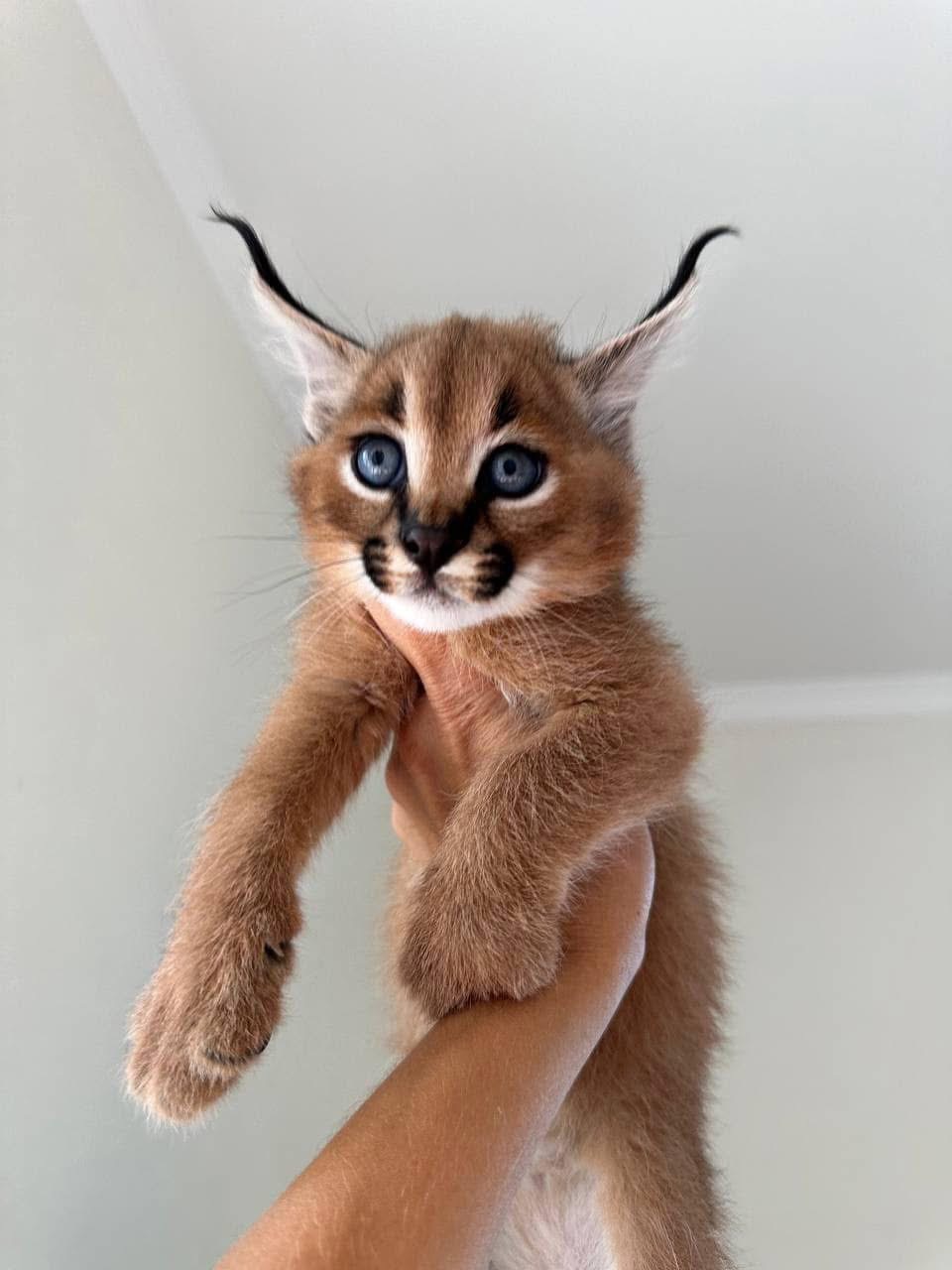 sabana con gatitos caracales