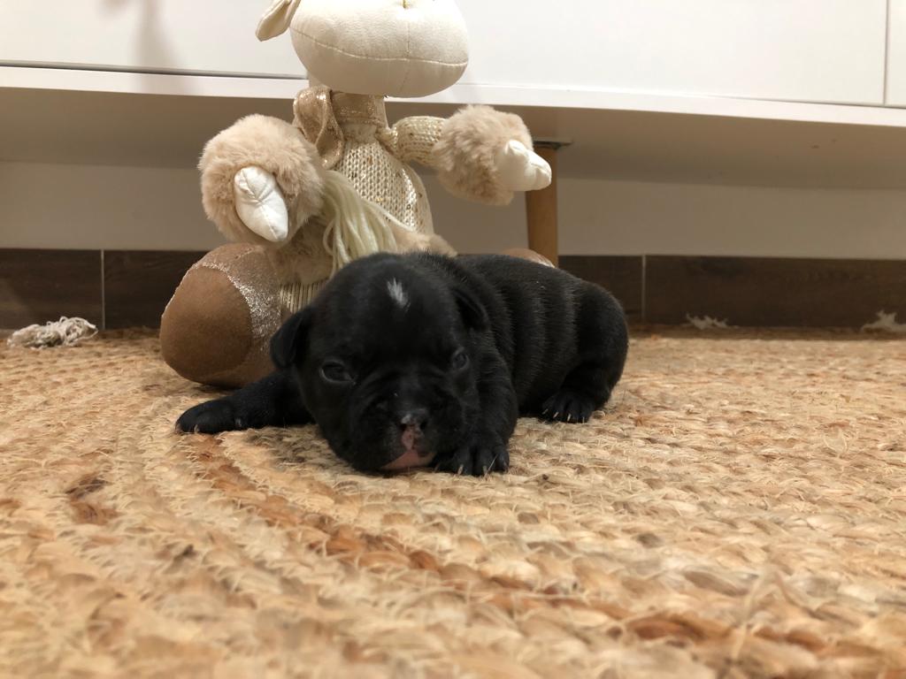 Camada de bulldog francés en Murcia