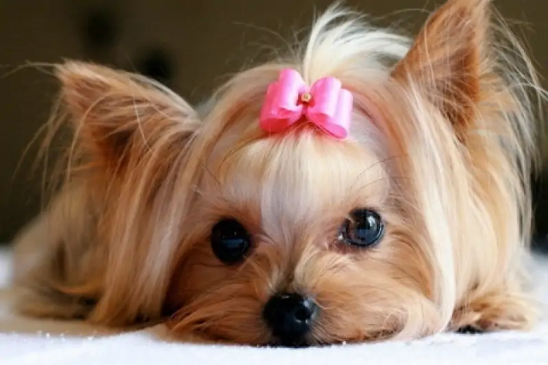 Yorkshire Terrier