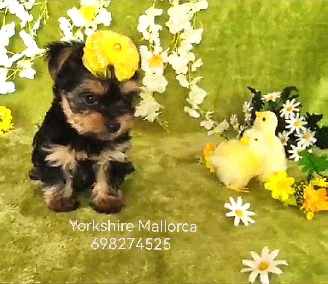 Yorkshire cachorros Mallorca 698274525