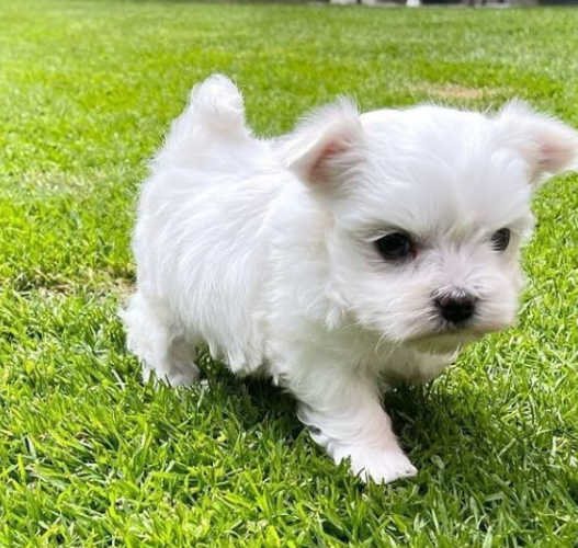 REGALO Cachorros de Bichon Maltes Mini Toy Para Adopcion