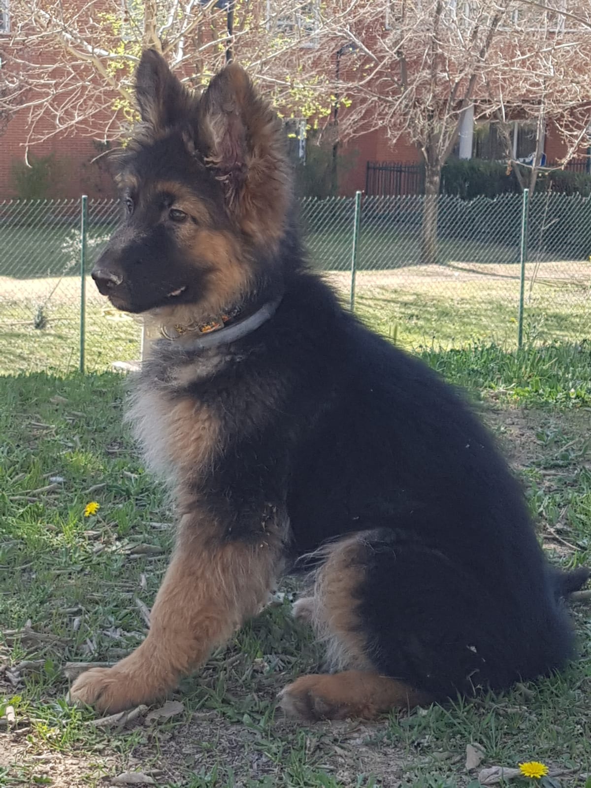 Cachorros Pastor Aleman