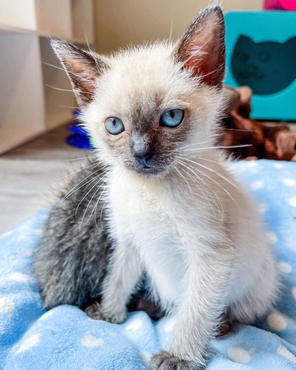 Linda Siamese gatitos en regalar para regalo