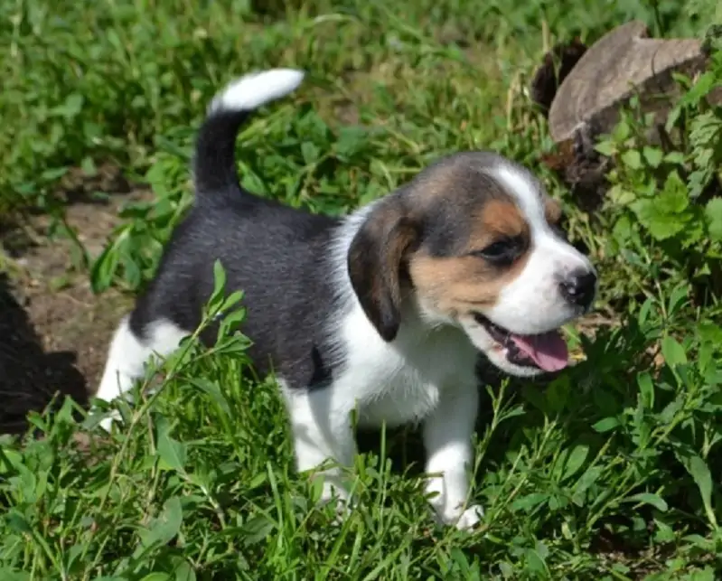 Beagle Inglés