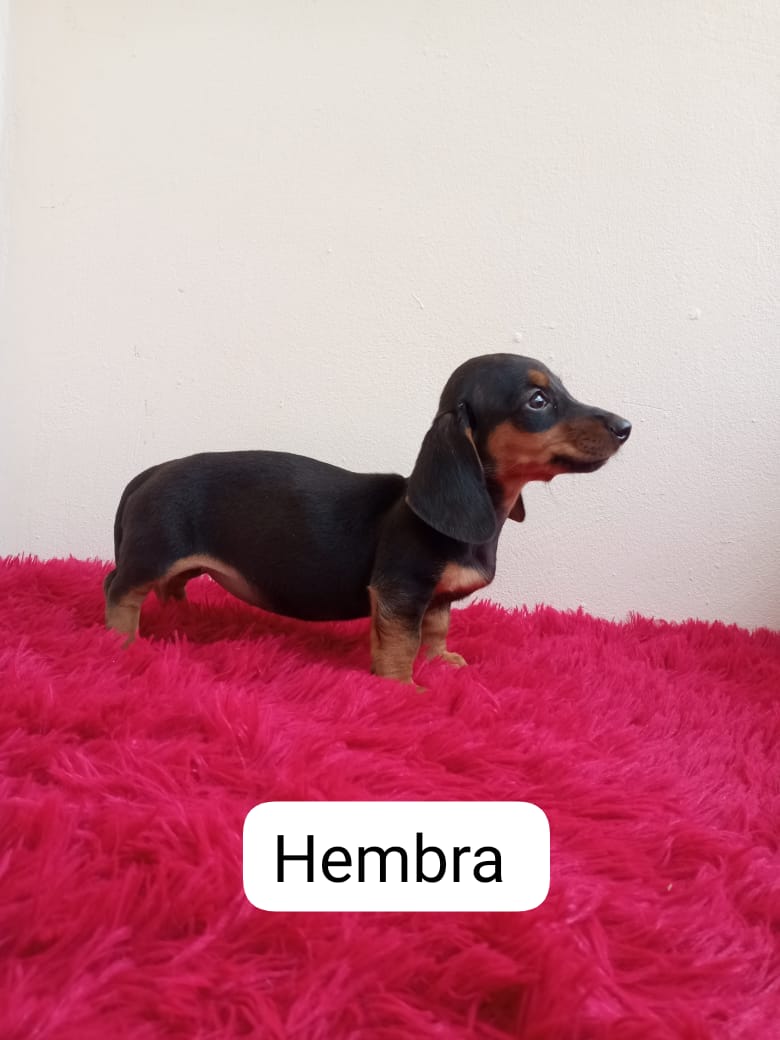 regalo cachorro teckel