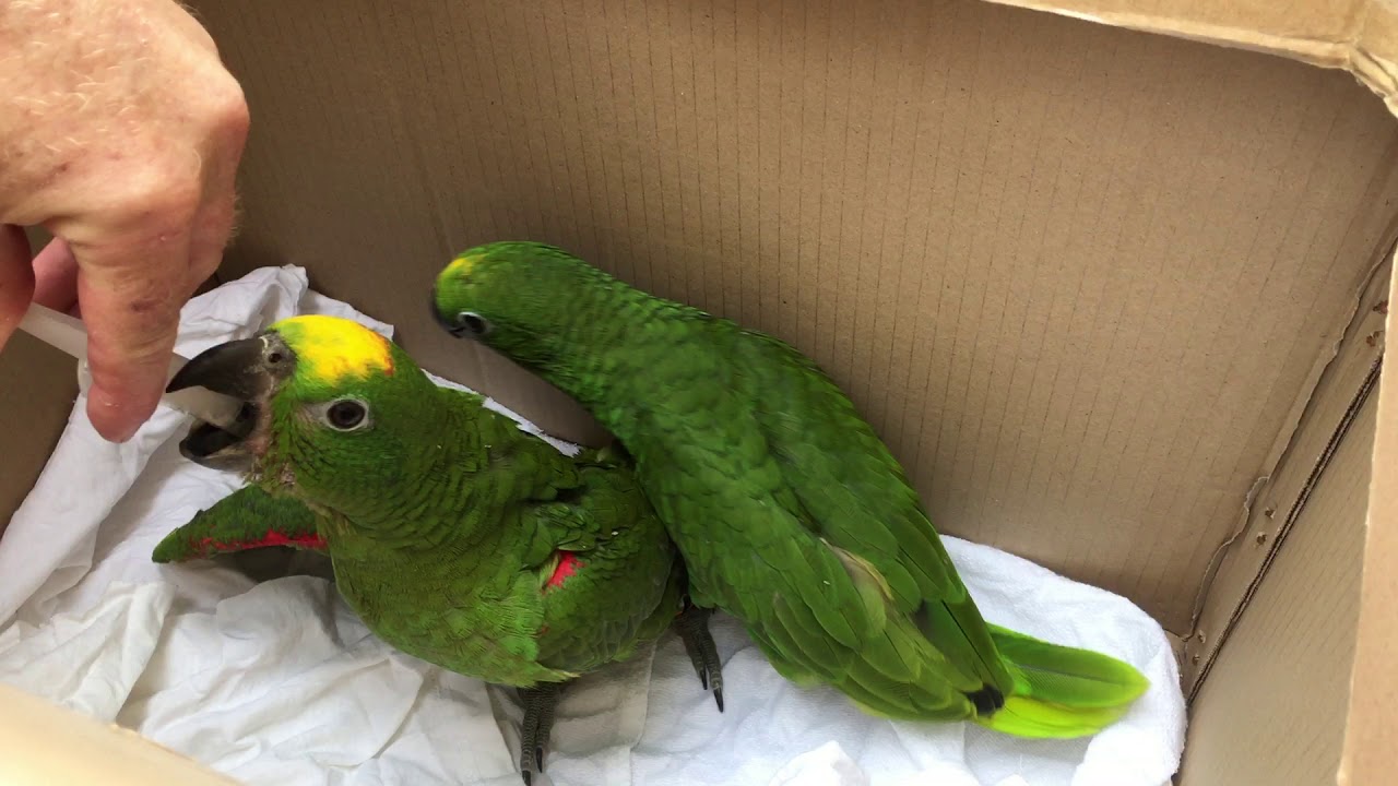 Polluelos y huevos fértiles de avestruz, guacamayo, loro gris africano, cacatúa, amazona y loro eclectus en venta.