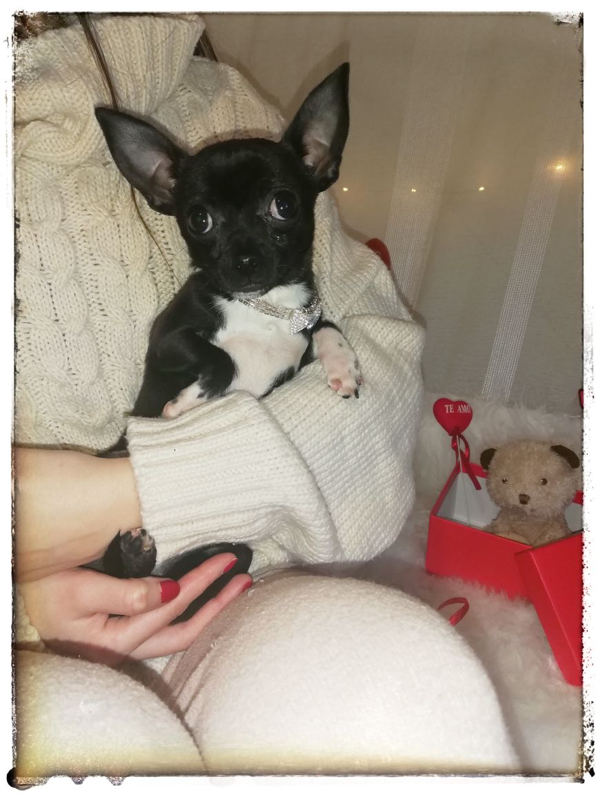 Chihuahuas machos disponibles preciosos