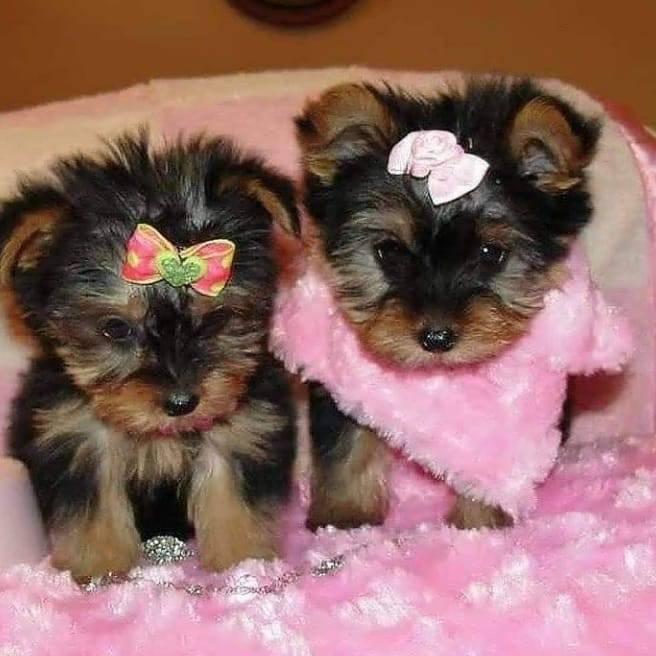 Regalo Cachorros Yorkshire Terrier Mini Toy