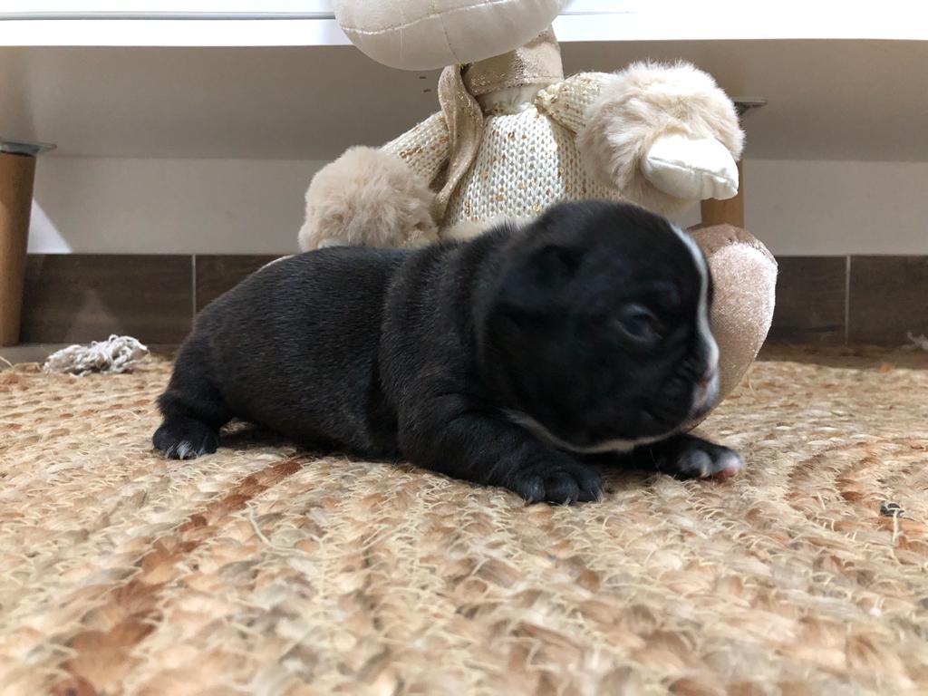 Camada de bulldog francés en Murcia