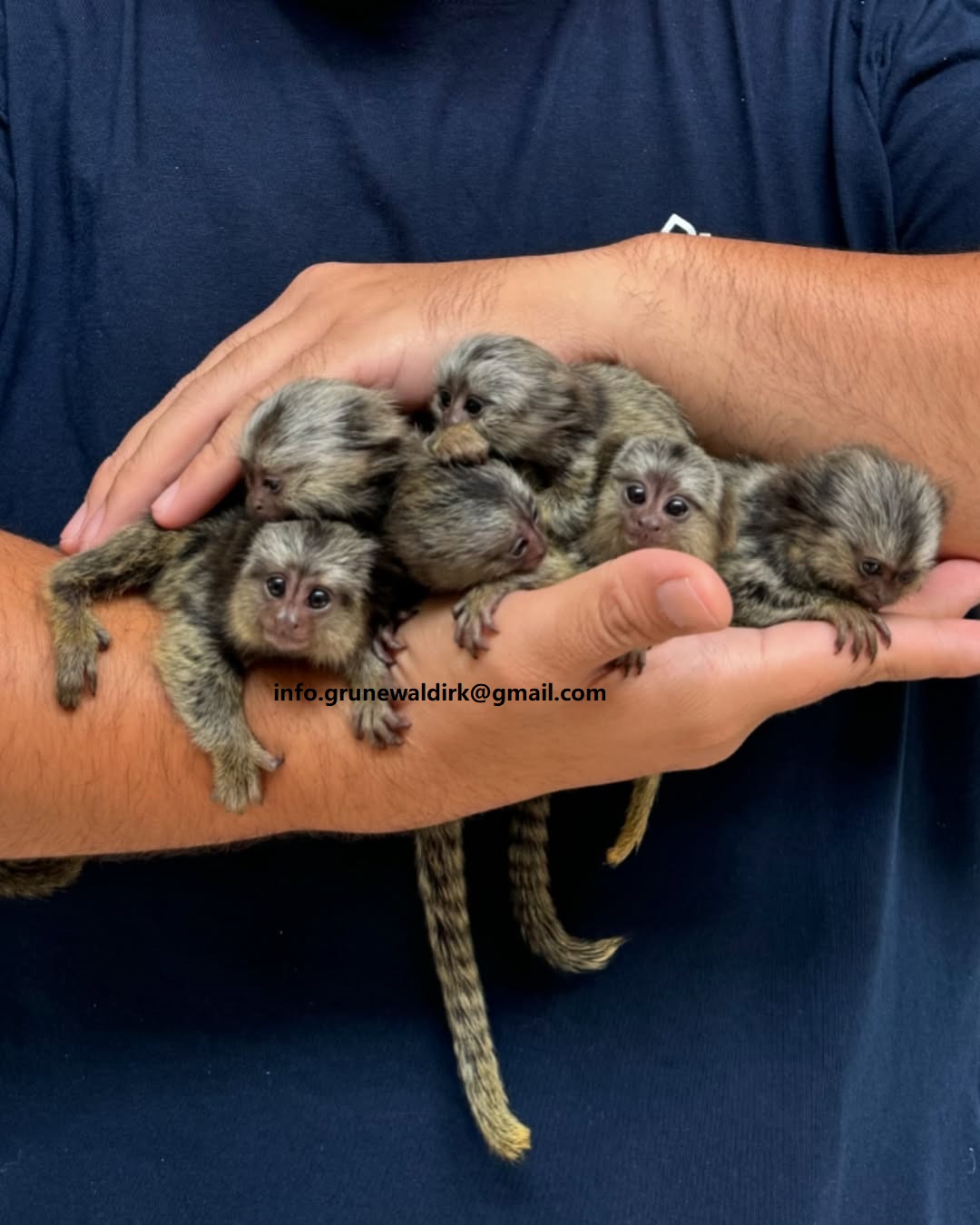 Monos tití bebés hembra súper amigables.